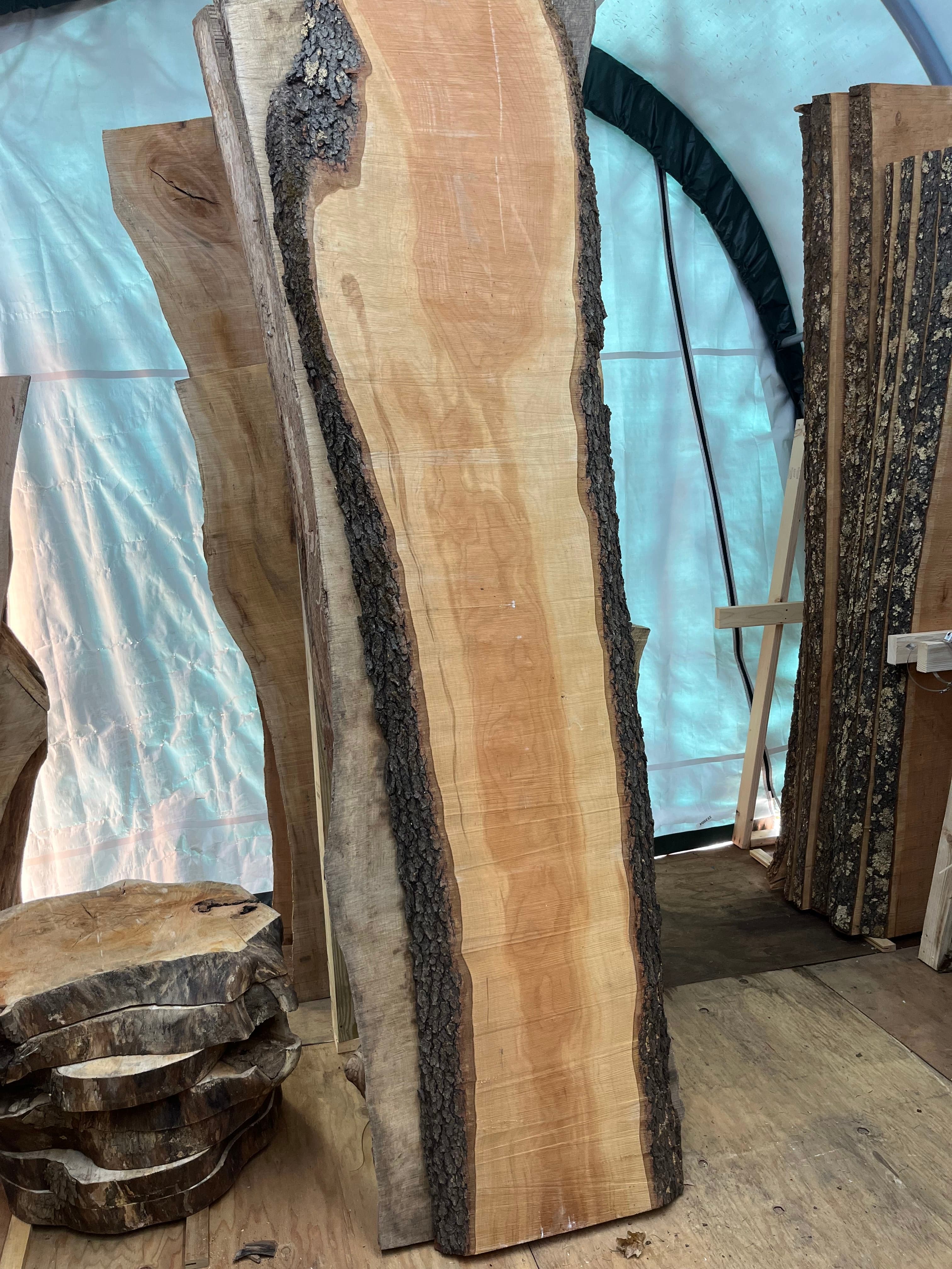 Live edge walnut slab on sawhorses showing the bark edge where natural meets finished surface