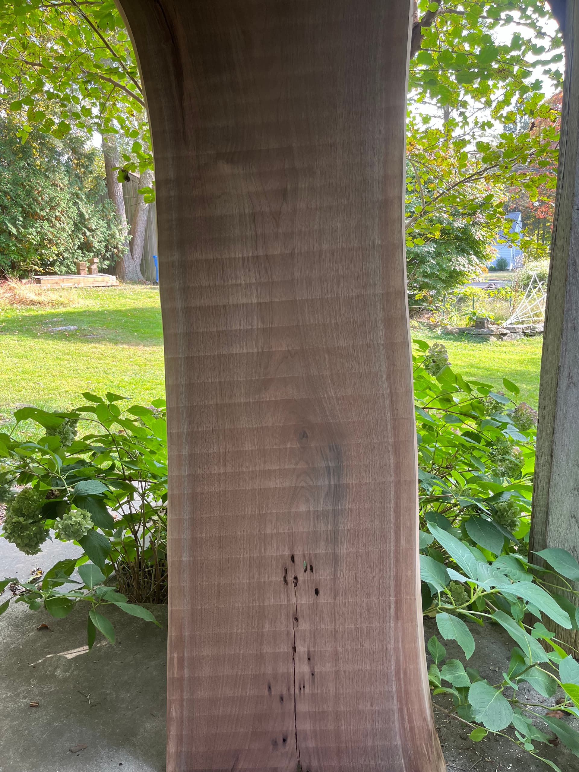 Full length live edge black walnut slab standing upright outdoors showing natural edges and grain figure